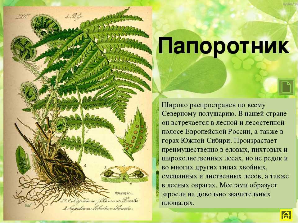 Примеры папоротниковых растений – список названий кратко (3 класс, окружающий мир)
