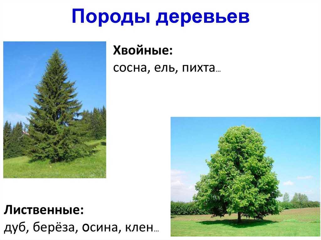 Лес. особенности лесных насаждений