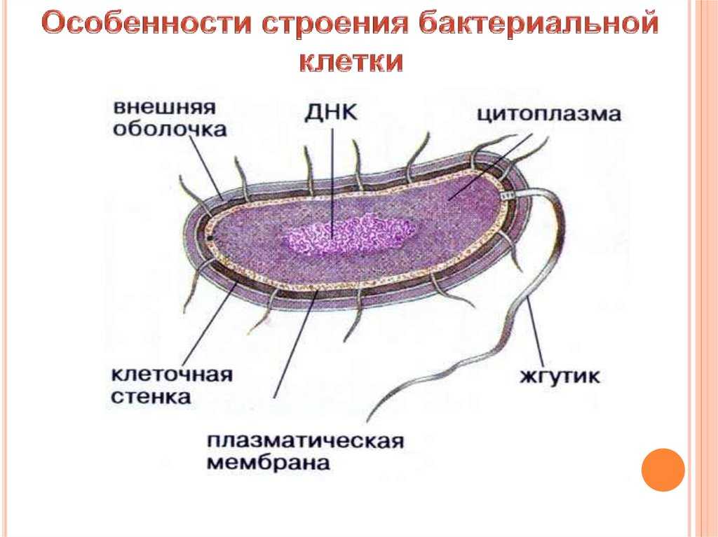 Царство растения. тесты по биологии. 7 класс