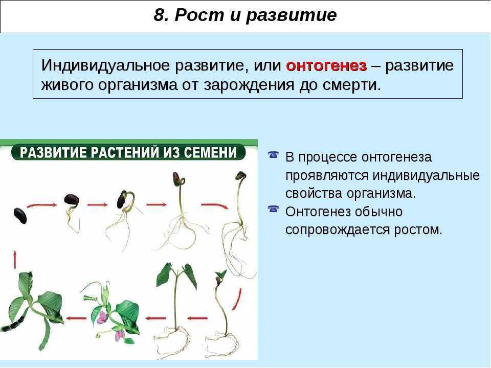 Презентация индивидуальное развитие растений 6 класс презентация