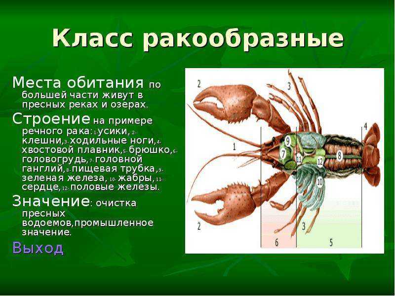 Речной рак