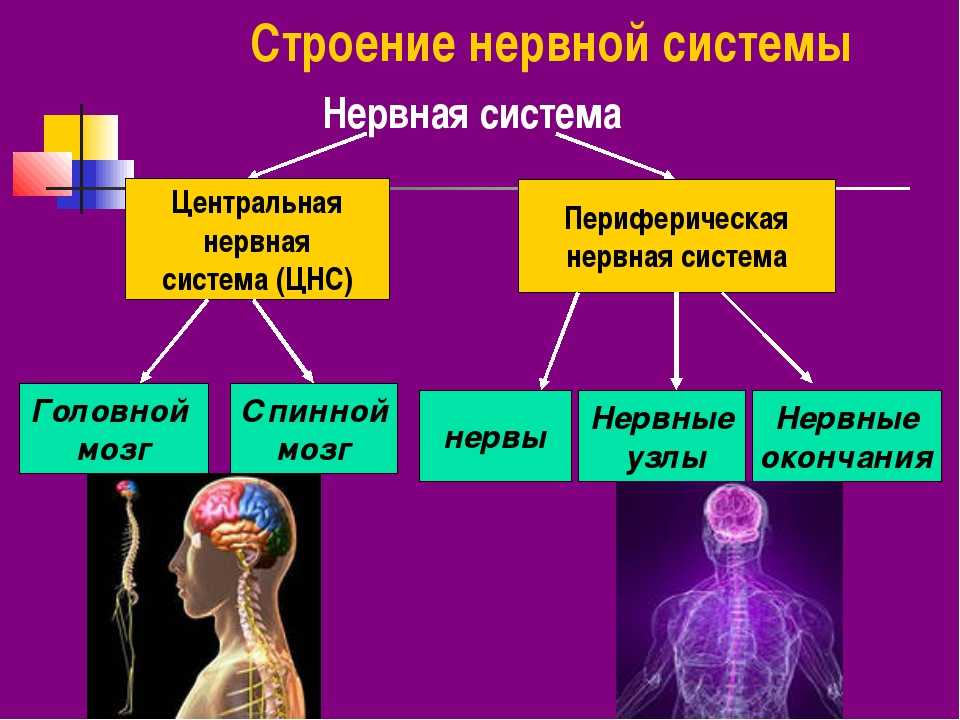 Контрольная работа по биологии 8 класс нервная система и эндокринная система с ответами