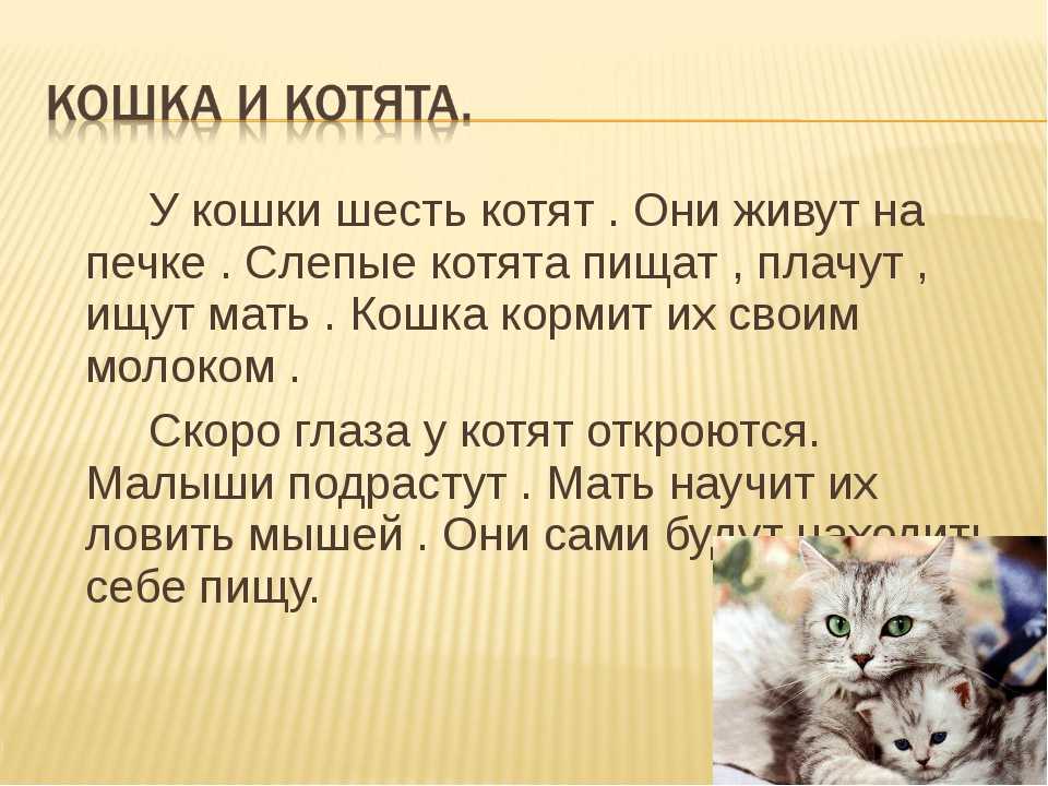 Сочинение «моё любимое домашнее животное — собака»