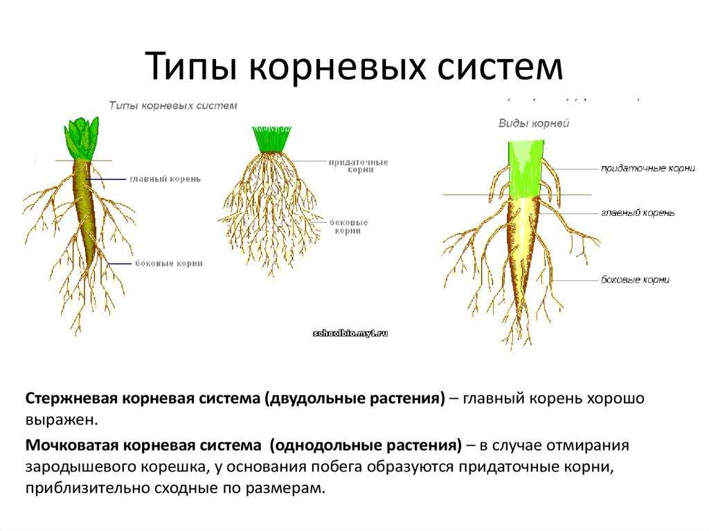 Определите тип корневой системы и виды корней обозначенных на рисунке 1 и 2