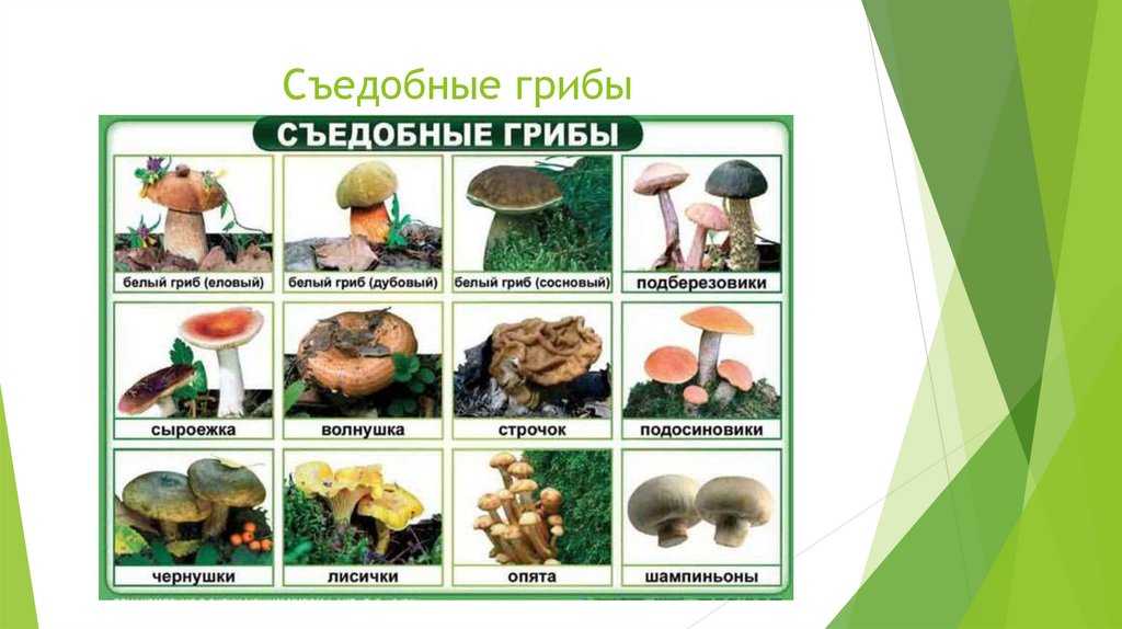 Как отличить съедобный гриб от несъедобного – примеры, как определить, признаки, и описание кратко детям для сообщения (2 класс, окружающий мир)