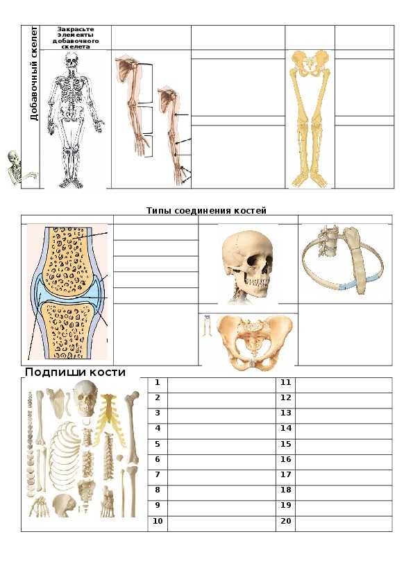 Скелет человека 8 класс