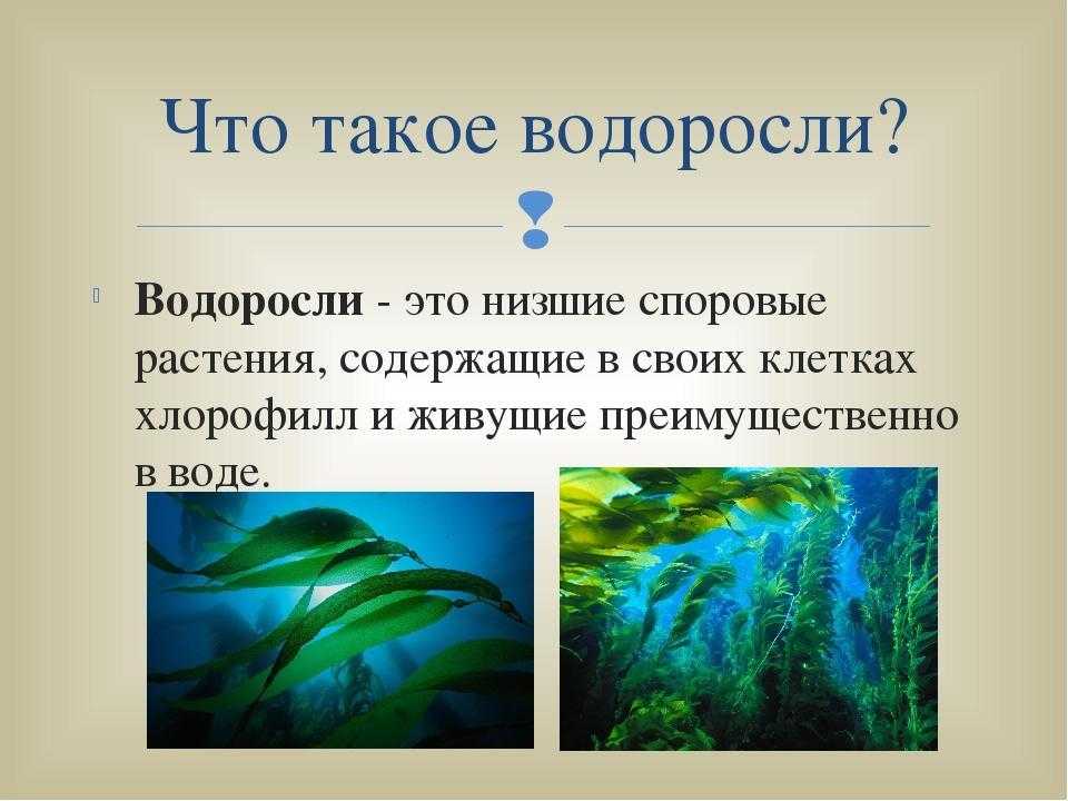 Водоросли не имеют ответ. Водоросли биология. Понятие водоросли. Водоросли презентация. Презентация на тему водоросли.