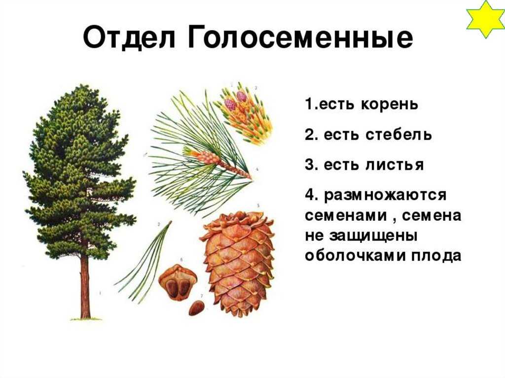 Отдел голосеменные растения