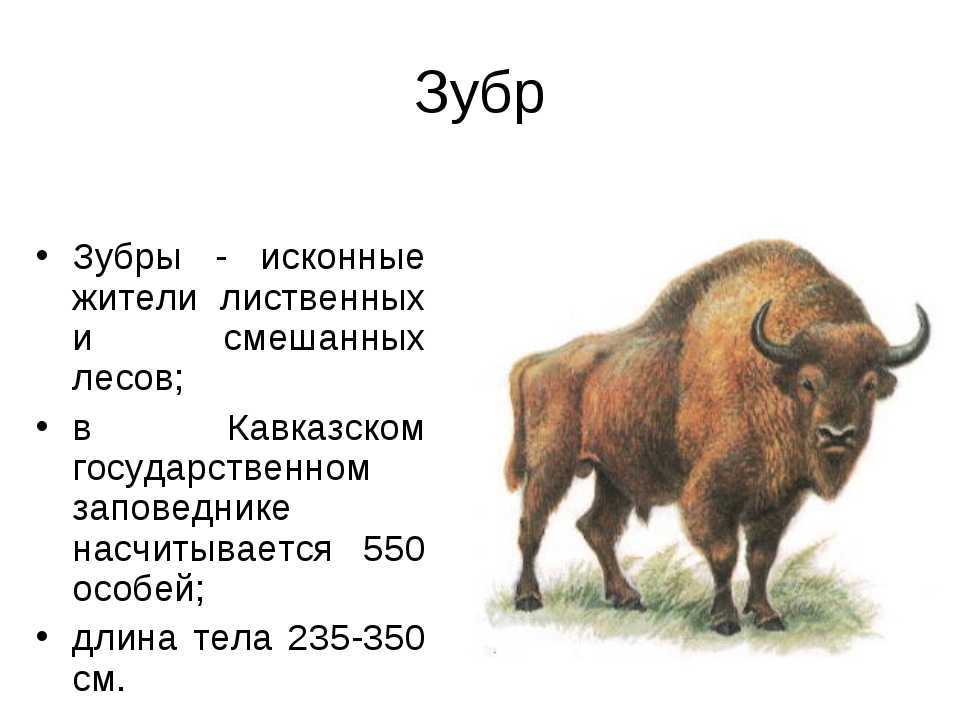 Зубры – редкие животные, занесенные в красную книгу