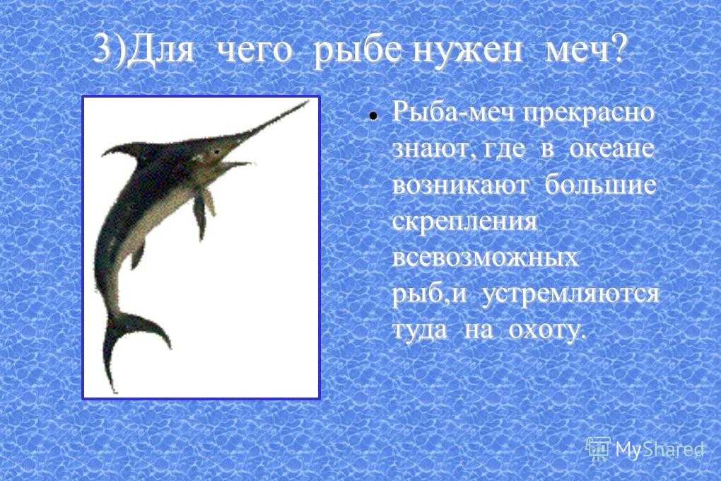 Меч-рыба или меченос