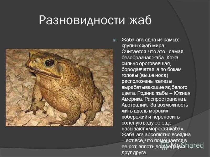 Пресмыкающиеся и земноводные – сравнительная таблица отличий и примеры кратко (2 класс, окружающий мир)