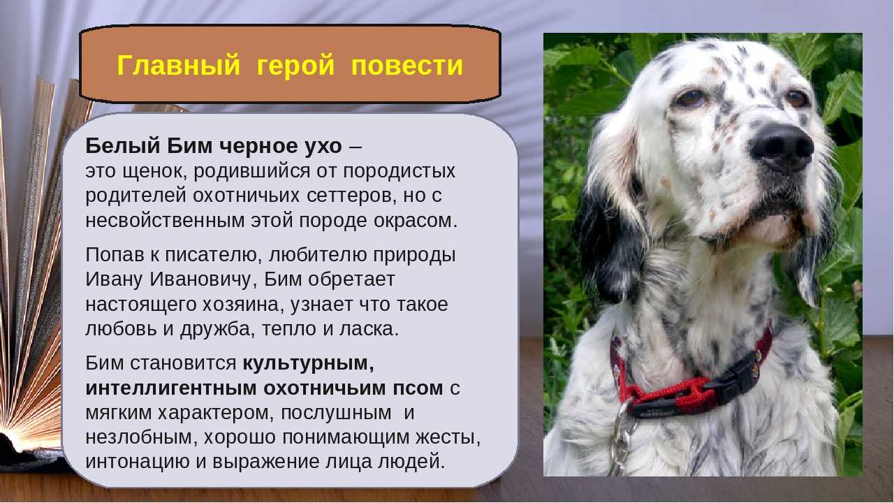 Как проявляется дружба в рассказе белый бим чёрное ухо - узнавалка.про