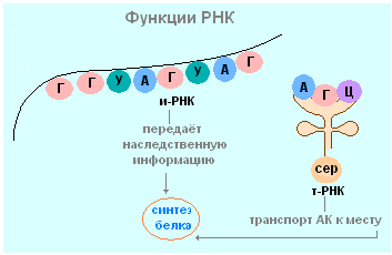 Биосинтез белка роль рнк. Матричная цепь РНК функции. РНК передает информацию. Информационная или матричная РНК это в биологии. Структурная организация зрелой ИРНК.