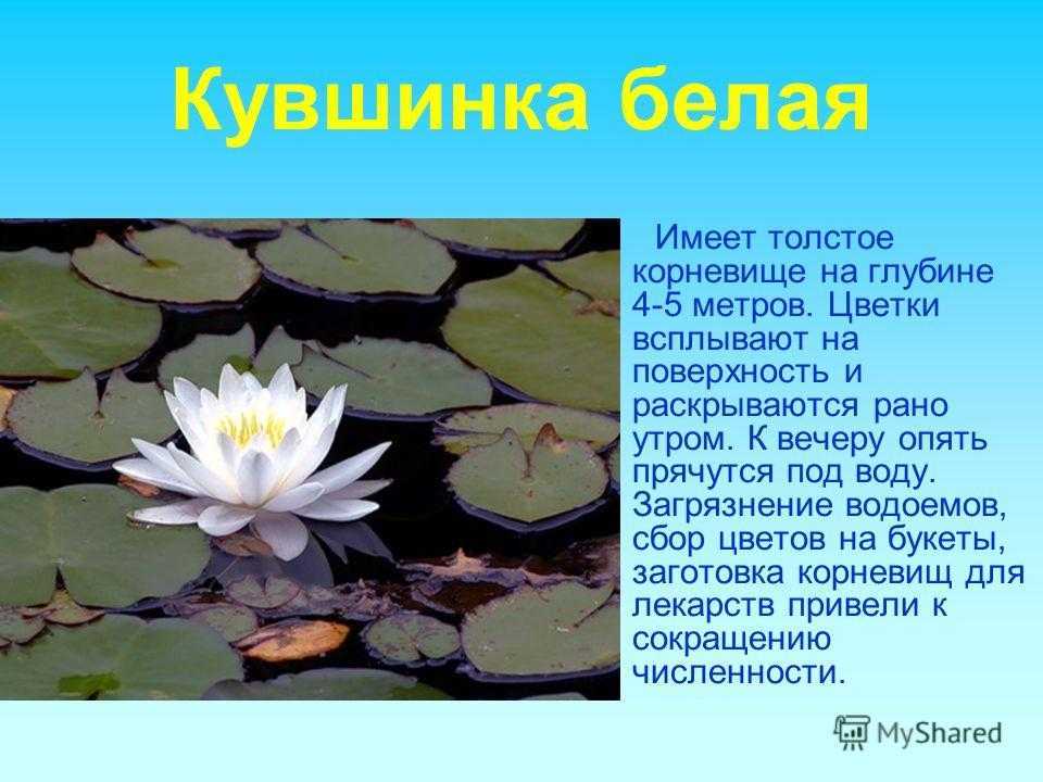 Европейский зубр: описание и образ жизни