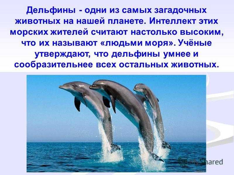 Дельфин относится к группе животных. Презентация на тему дельфины. Дельфины люди моря презентация. Кратко о дельфинах. Дельфин краткая информация.