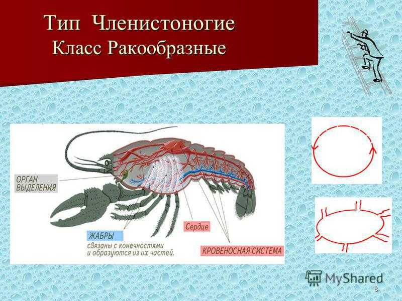 Речной рак