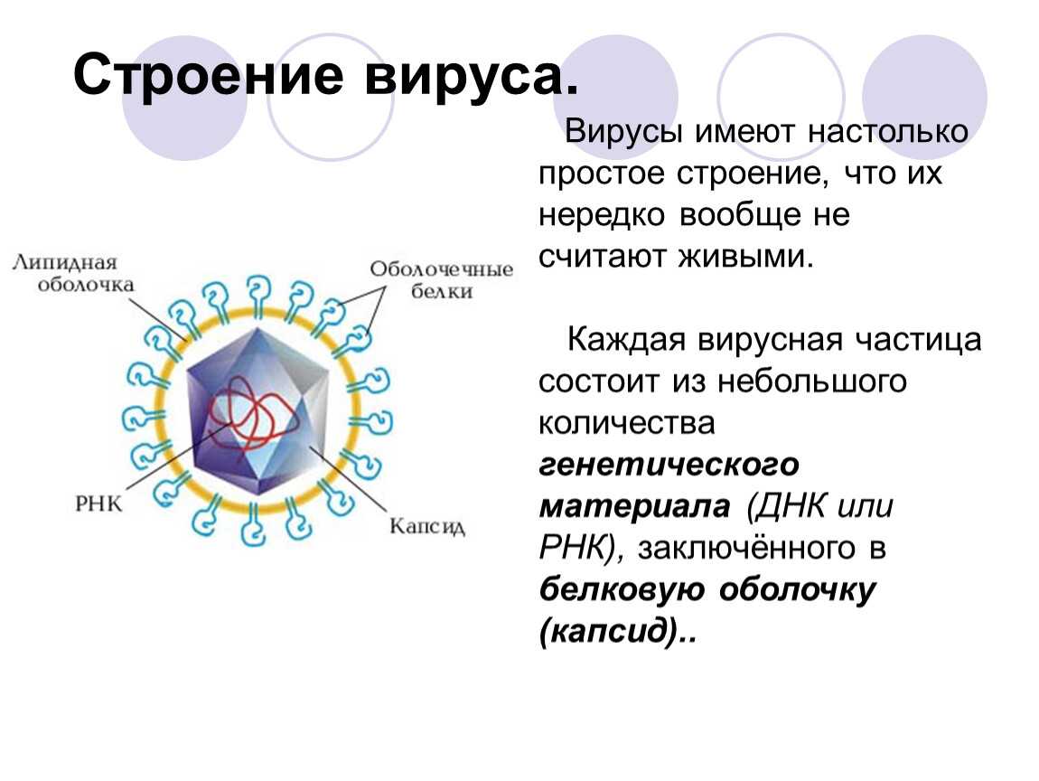 Вирус презентация 7 класс