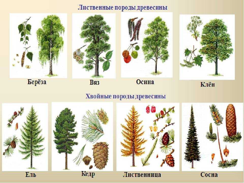 Доклад на тему растения леса 2, 3, 4 класс сообщение