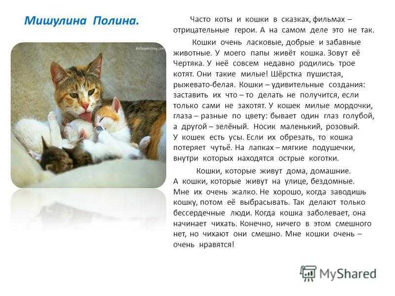 Как написать сочинение про животных