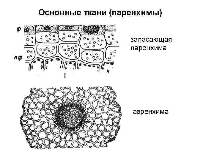 Основная ткань рисунок