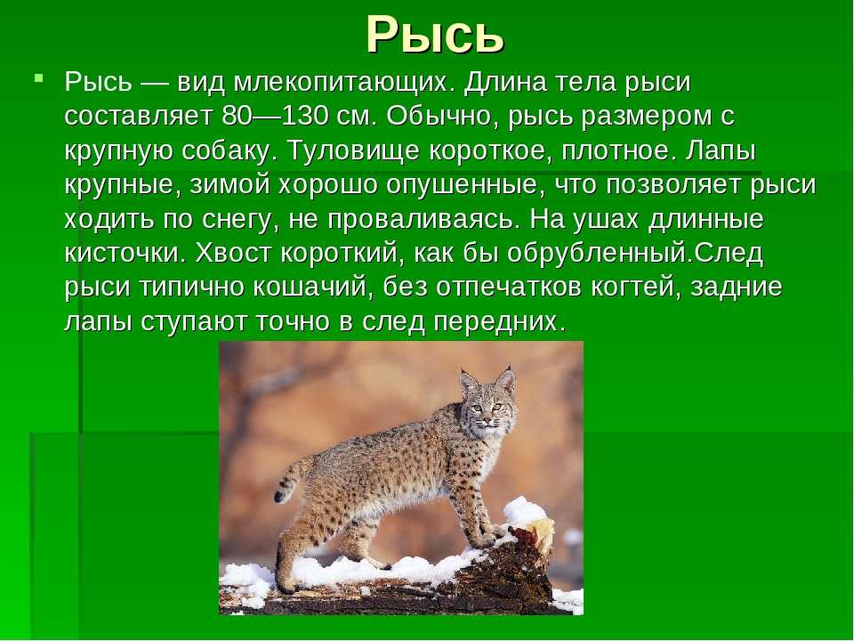 Рассмотрите животное изображенное на рисунке ответьте на вопросы в какой среде обитания живет рысь