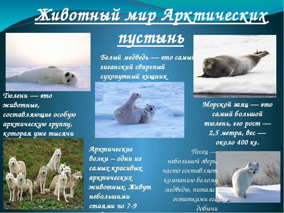 Определите животных арктических пустынь. Животные Арктики. Обитатели ледяной пустыни. Животные Арктики презентация. Животные зоны Арктики.