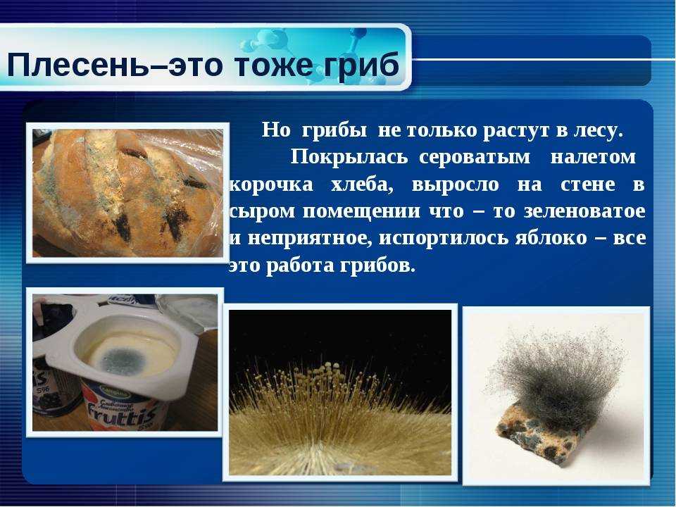 Самые красивые фото и интересные факты о плесневелых грибах