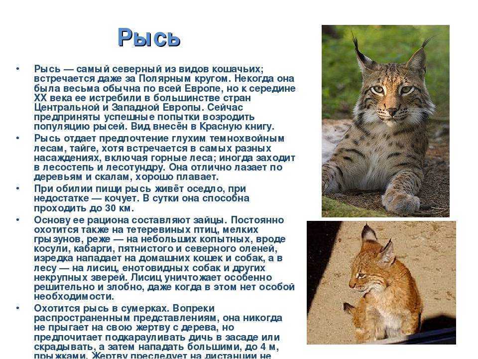 Рысь животное. образ жизни и среда обитания рыси | животный мир