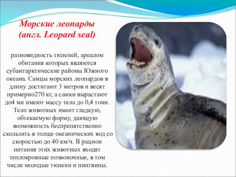 Доклад про черепаху - kratkoe.com