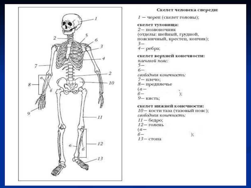 Задания по скелету. Строение скелета человека ЕГЭ биология. Строение скелет кости человека биология 8 класс. Строение скелета 8 класс биология. Строение скелета человека 8 класс биология.