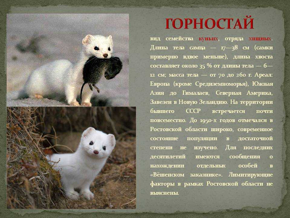 Ответы на вопрос рысь - сообщение доклад (2, 3, 4 класс окружающий мир)