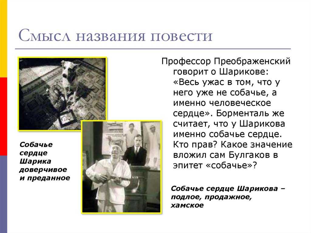 «собачье сердце»: краткое содержание повести по главам произведения