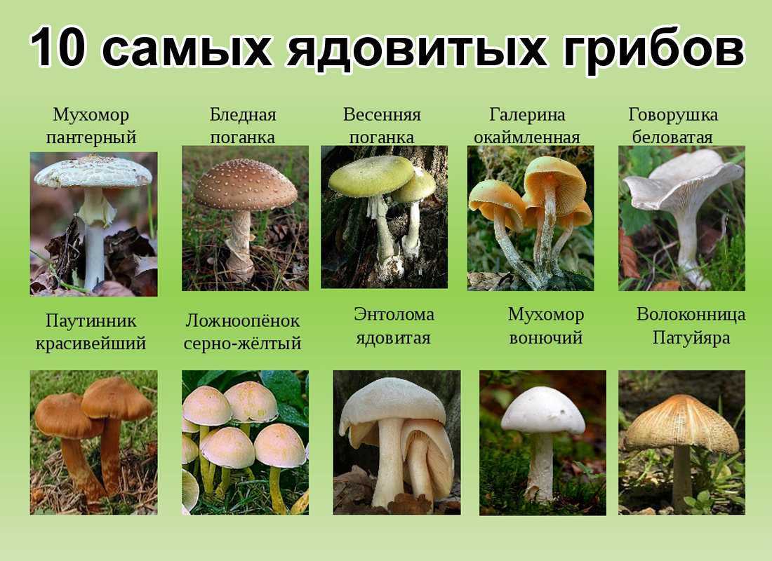 В лесах средней полосы России в большом количестве представлены разнообразные виды съедобных и несъедобных грибов Каждый человек, особенно отправляющийся в лес, должен  хорошо подготовиться и изучить все виды