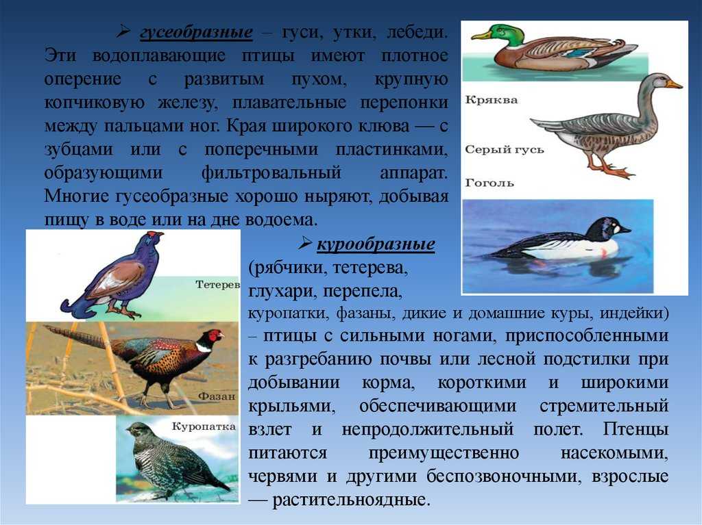 Тест по биологии для 7 класса «птицы» | doc4web.ru