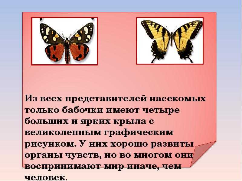 Бабочка адмирал описание доклад сообщение детям (описание для детей)