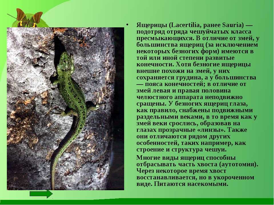 Виды ящериц. описание, особенности, среда обитания и названия видов ящериц