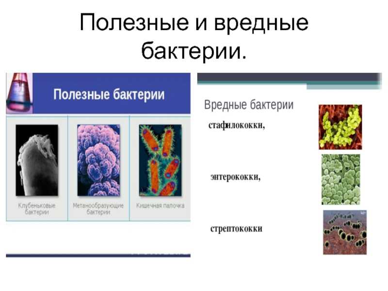 Доклад про черепаху - kratkoe.com