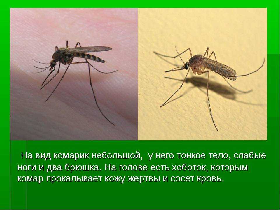 Комар какая среда. Презентация на тему комар. Комары презентация. Насекомые комар. Комар описание для детей.