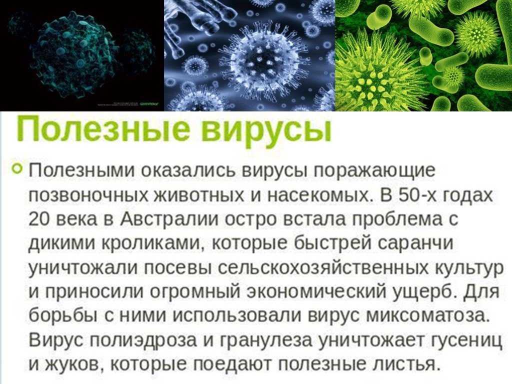 Вирусы 6 класс биология. Биология тема вирусы. Сообщение о вирусах. Презентация на тему вирусы. Презентация на тему вирусы по биологии.