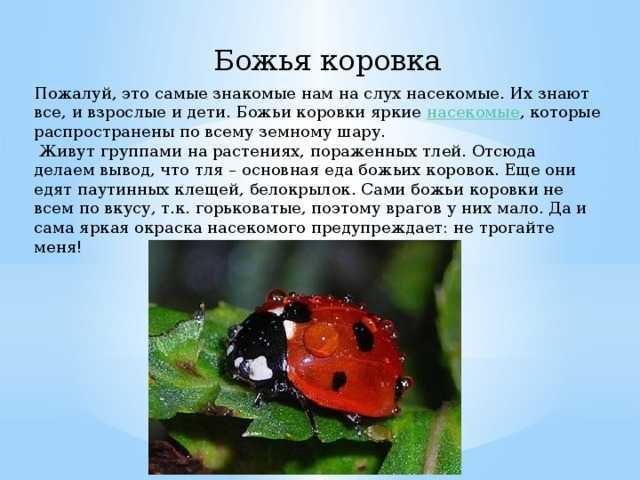 Микеланджело: жизнь и творчество художника - художественная галерея