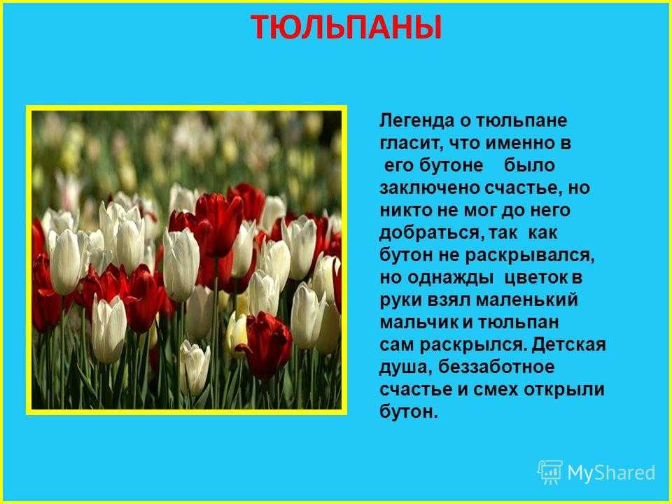 Тюльпаны 4 класс  доклад, проект
