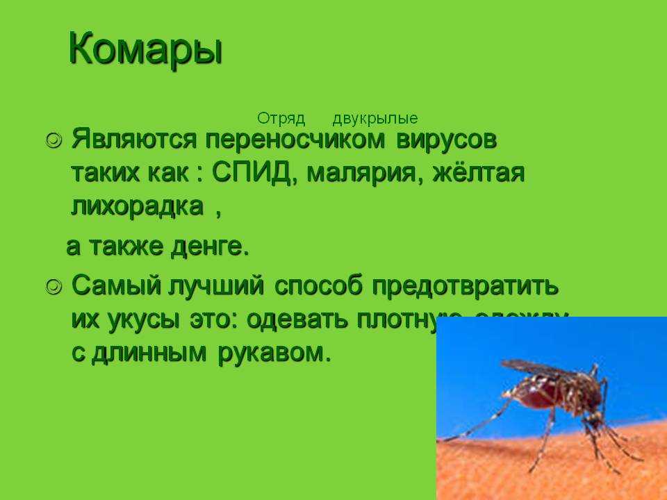 Комар какая среда. Доклад про комара. Интересные факты про комаров. Интересные факты о комарах для детей. Доклад про комаров.