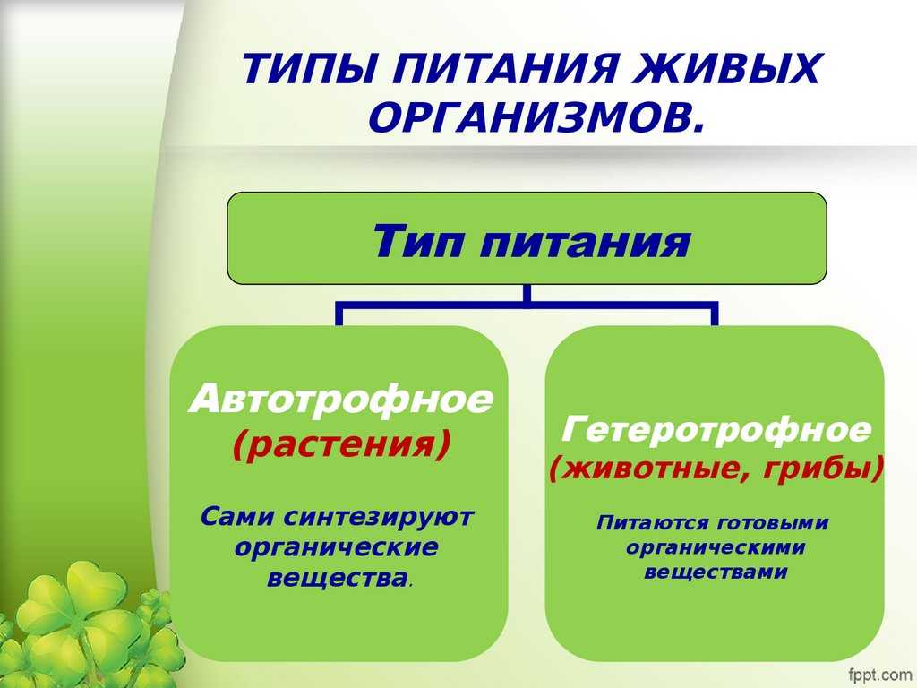 Типы питания схема биология 5 класс