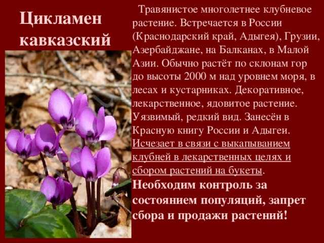 Растительный мир краснодарского края, описание, фото растительности края