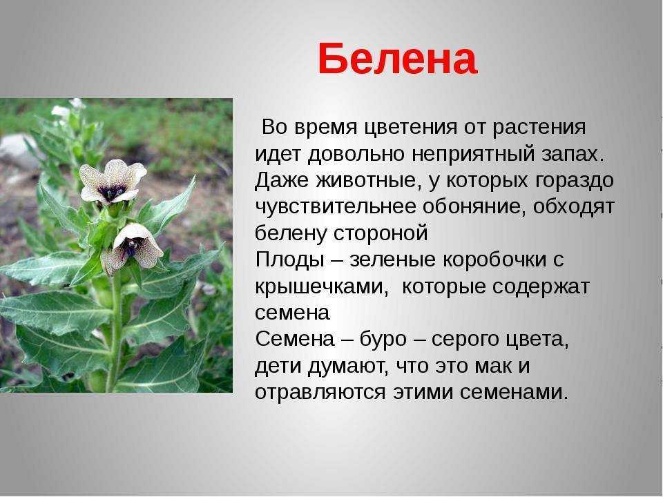 Самые опасные растения для человека в дикой природе