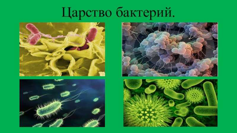 Что такое бактерии. Царство бактерий 3 класс окружающий мир. Царство бактерий 9 класс. Царство бактерий размножение. Что такое бактерии окружающий мир.