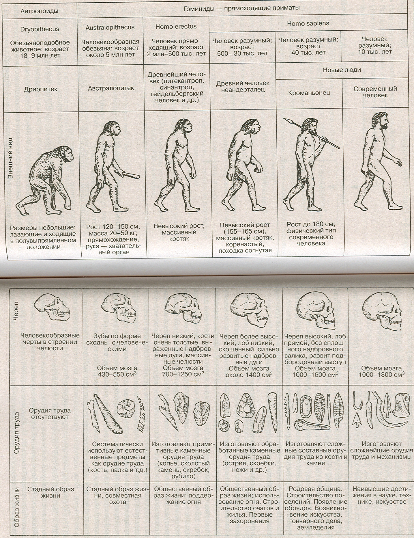 Антропогенез человека 9 класс. Этапы развития человека таблица этапы антропогенеза. Этапы эволюции человека таблица дриопитек. Основные стадии развития человека таблица. Стадия развития человека таблица по биологии.