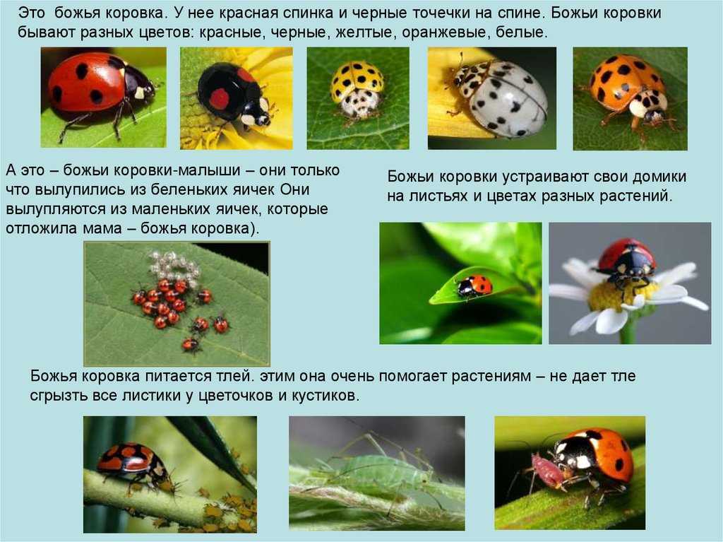 Какой тип характерен для божьей коровки