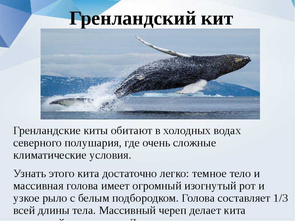 Где живет кит 1 класс ответ. Китообразные Гренландский (Полярный кит). Гренландский кит ареал обитания. Гренландский кит сообщение для 4. Гренландский кит красная книга.