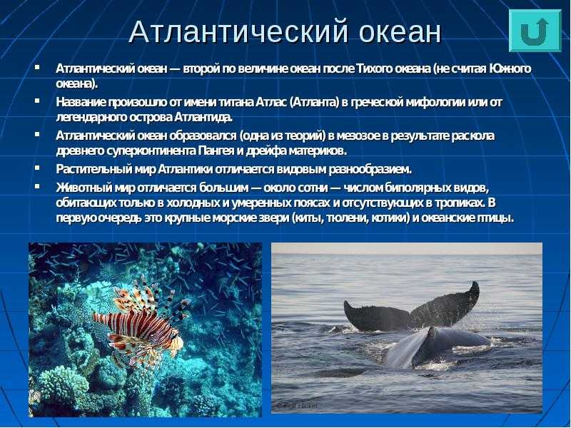 Особенности атлантического океана — краткая характеристика, география — природа мира